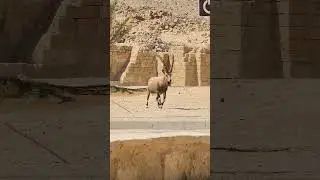 Majestic Nubian Ibex of Israel's Negev Desert: Nature's Stunning Beauty #israel #ibex #travel