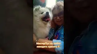 КРАСОТА🐶