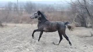Ускакала в поле  Молодая лошадь
