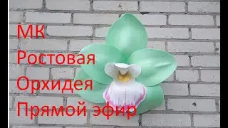 Мастер класс Орхидея Цимбидиум Прямой Эфир