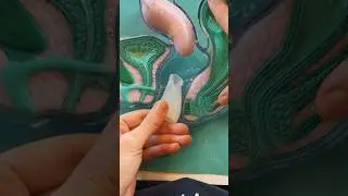 Menstrual Cup Insertion and Fit/Comfort Quick Tips 