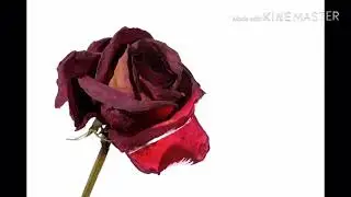 Хомиладорликда кон келиши табиий холми?