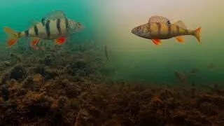 Ловля на жерлицы, Подводное видео. Реакция окуня на живца, щука в траве. Зимняя рыбалка