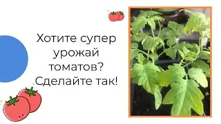 Хотите супер урожай томатов? Сделайте так!