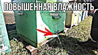 ФЕВРАЛЬ В УЛЬЯХ ПОЛНО ВОДЫ. ПОВЫШЕННАЯ ВЛАЖНОСТЬ В УЛЬЯХ !!!