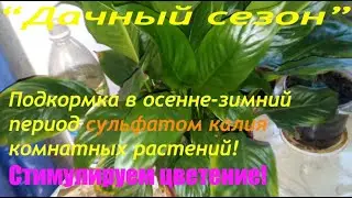 Сульфат калия для комнатных растений!