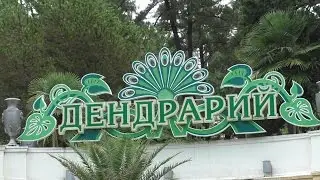 Самый смешанный лес в Сочи