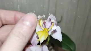 P.Stuartiana x rainbow falconer ES.   Цветение фаленопсиса. Пелор