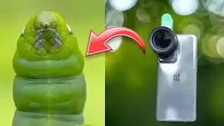 Nikon L810 Macro Lens - Best Sample Shots By our Lens Users / Prosumer Nikon L810 Macro Lens / l810