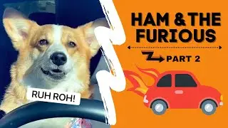 Corgi gets into a CAR ACCIDENT! (PART 2) 