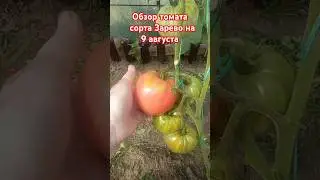 Обзор томата сорта Зарево за лето. 9 августа