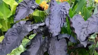 Latest Black Caladium Plants Varieties