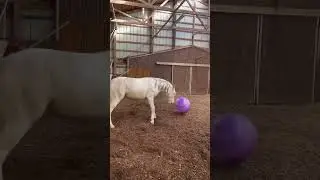 Playful horse pops his ball while playing with it!