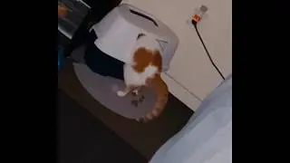 Cat pooping right outside of litter box.