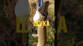 ЩУКА В ОКТЯБРЕ НА СЕЛИКОНОВУЮ ПРИМАНКУ.