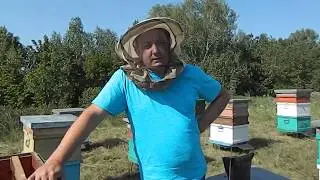 ТРАВЯТ ПЧЁЛ ---- ЧТО ДЕЛАТЬ.