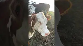 Скоро станет мамкой! Ждем  🐮!