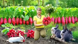 Use Truck To Harvesting Giant Red Radishes Goes To Market Sell - New Free Bushcraft