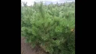 02 октября 2023 г. Сосна черная крымская. Акция!