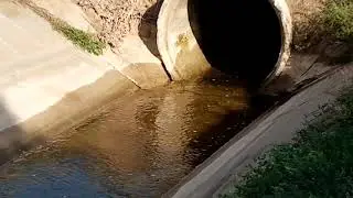 Рыбёшка в канале пытается выжить