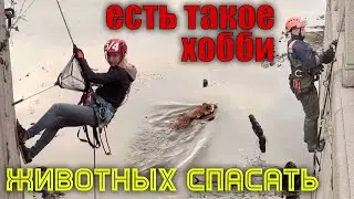 Raccoon dog rescue