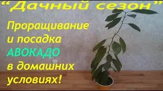 Как вырастить авокадо из косточки в домашних условиях!?