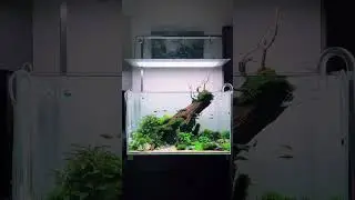 Ada Cube Garden 60p