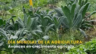 Día Mundial de la Agricultura: Avances en crecimiento agrícola - TvAgro por Juan Gonzalo Angel