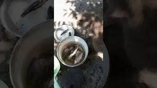 Кот и Рыба 