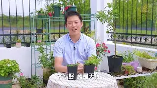 扦插月季移栽就出问题，原因主要是这些【天狼说月季】