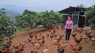 Make a playground for chickens to run and jump.  Free-range chicken farm. ( Ep 234 )