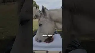 Прощание с лошадками 😭