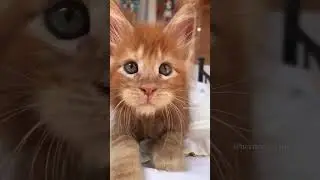 Which breed of cat looks like lion? Cat that looks like a lynx, #SHORTS