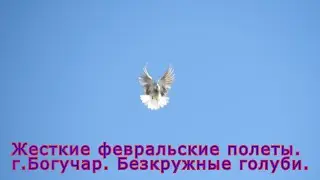 Безкружные голуби. г. Богучар.  Жесткие февральские полеты.