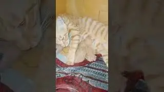 The cat gave birth to kittens. First day of a new life #newborn #SHORTS 2022