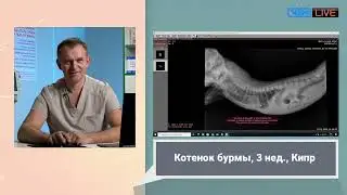 Консультирую вес мир  Кипр  Молдавия  Казахстан