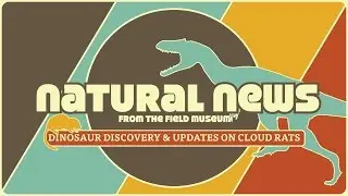 Dinosaur Discovery & Updates on Cloud Rats | Natural News from The Field Museum | Ep. 1
