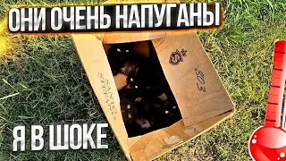 За городом в 40° жару выкинули котят от своей кошки на смерть😱