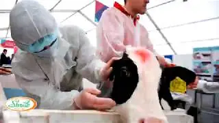 Исследование КРС на туберкулез