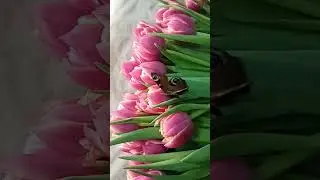 #tulpa
