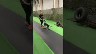 Индивидуальные занятия с кинологом в СПБ