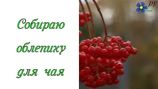 Сбор облепихи для чая