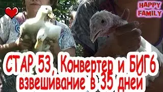 Взвешиваем Уток СТАР 53 и Индюков Конвертир и Биг 6 в месяц Веселая семейка