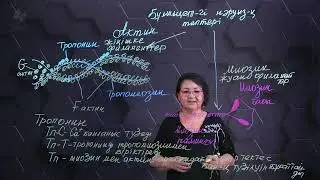 Көлденең жолақты бұлшықет ұлпаларының құрылысы. 2 бөлім. 10 сынып.