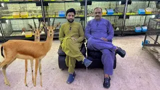 Multan Sunday Birds Rasheedabad 21 july 2024 latest Update​ I Part 2