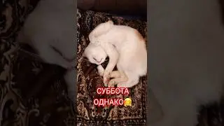 #shorts#коты#юмор