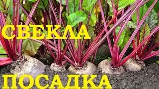 Свекла посадка в грунт Так всегда сажала бабушка
