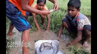 Great fishing catching in the lowland boys catch fish By using the hand.