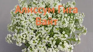 Алиссум обыкновенный Гига Вайт (alyssum giga white) 🌿 обзор: как сажать, семена алиссума Гига Вайт