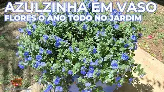 AZULZINHAS EM VASO NA SUA CASA E JARDIM